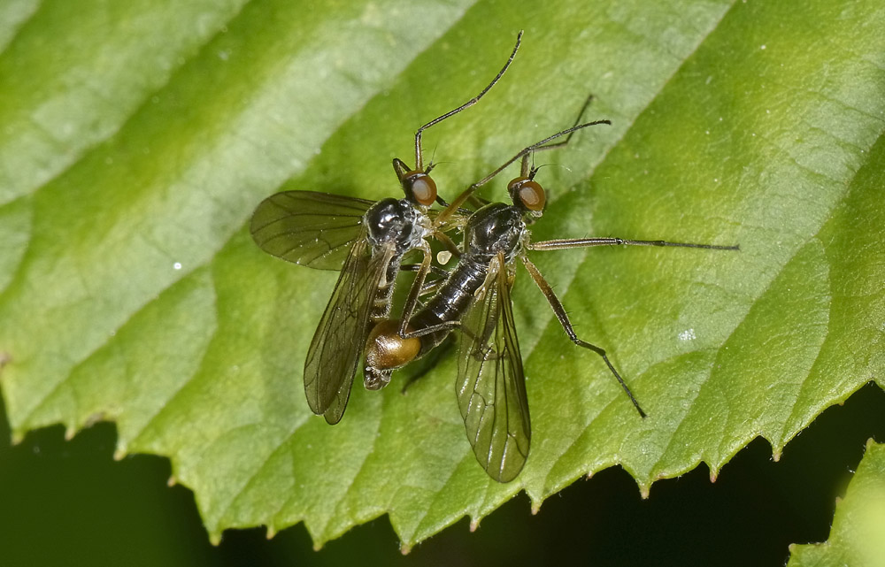 Hybotidae? No. Empididae: Brachystoma vesciculosum